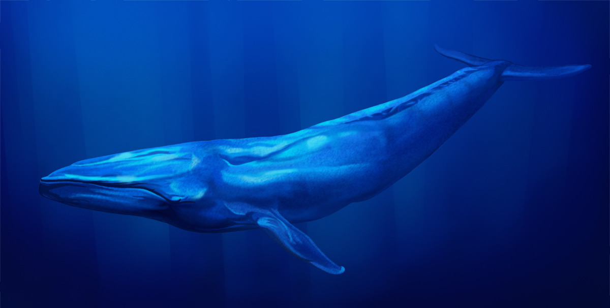 Allarme Blue Whale, Proteggiamo i nostri ragazzi.